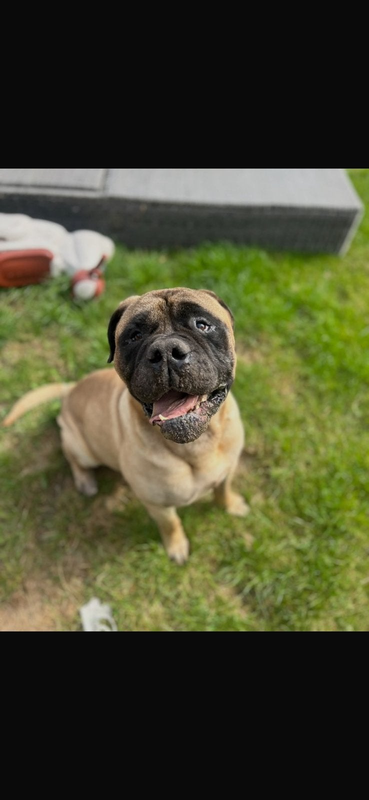 Bullmastiff, Dieren en Toebehoren, 6 jaar of ouder, Reu, Eén hond, Nederland