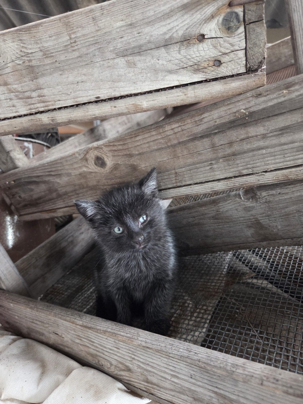 Boerderij kittens te koop, Meerdere dieren