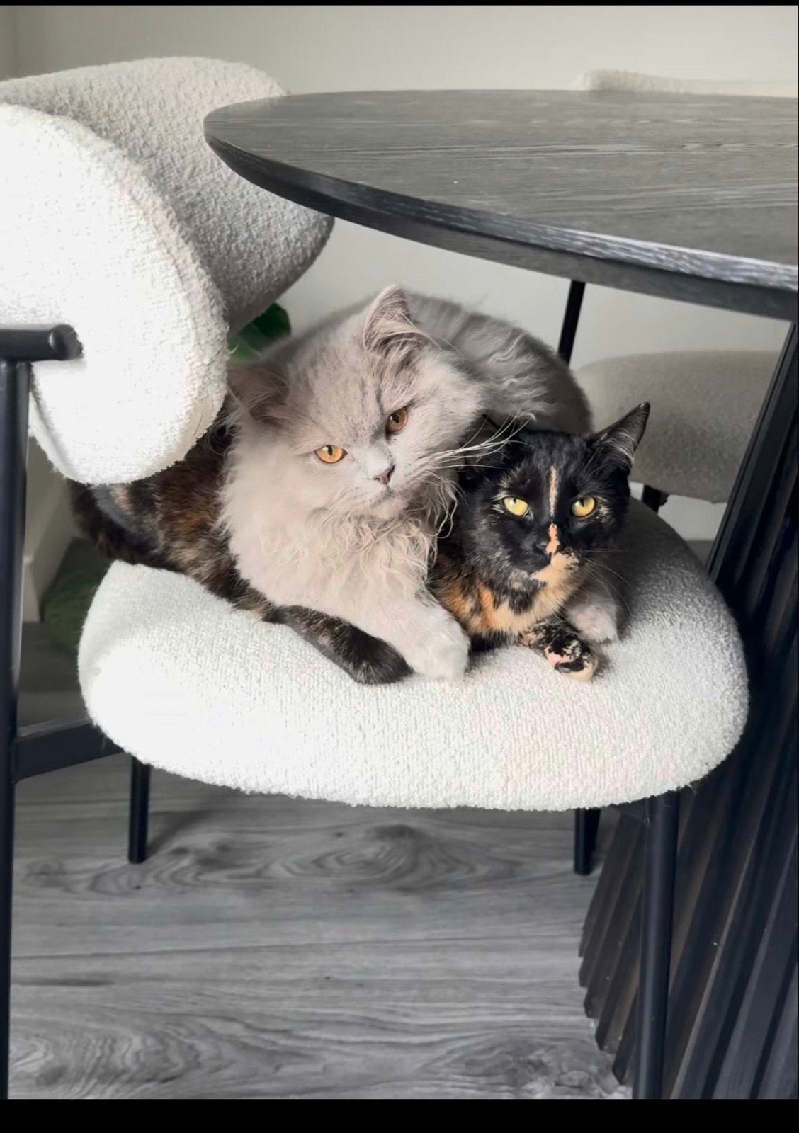 Twee jonge katten samen ter herplaatsing: Murphy & Nouji, Dieren en Toebehoren, Meerdere dieren