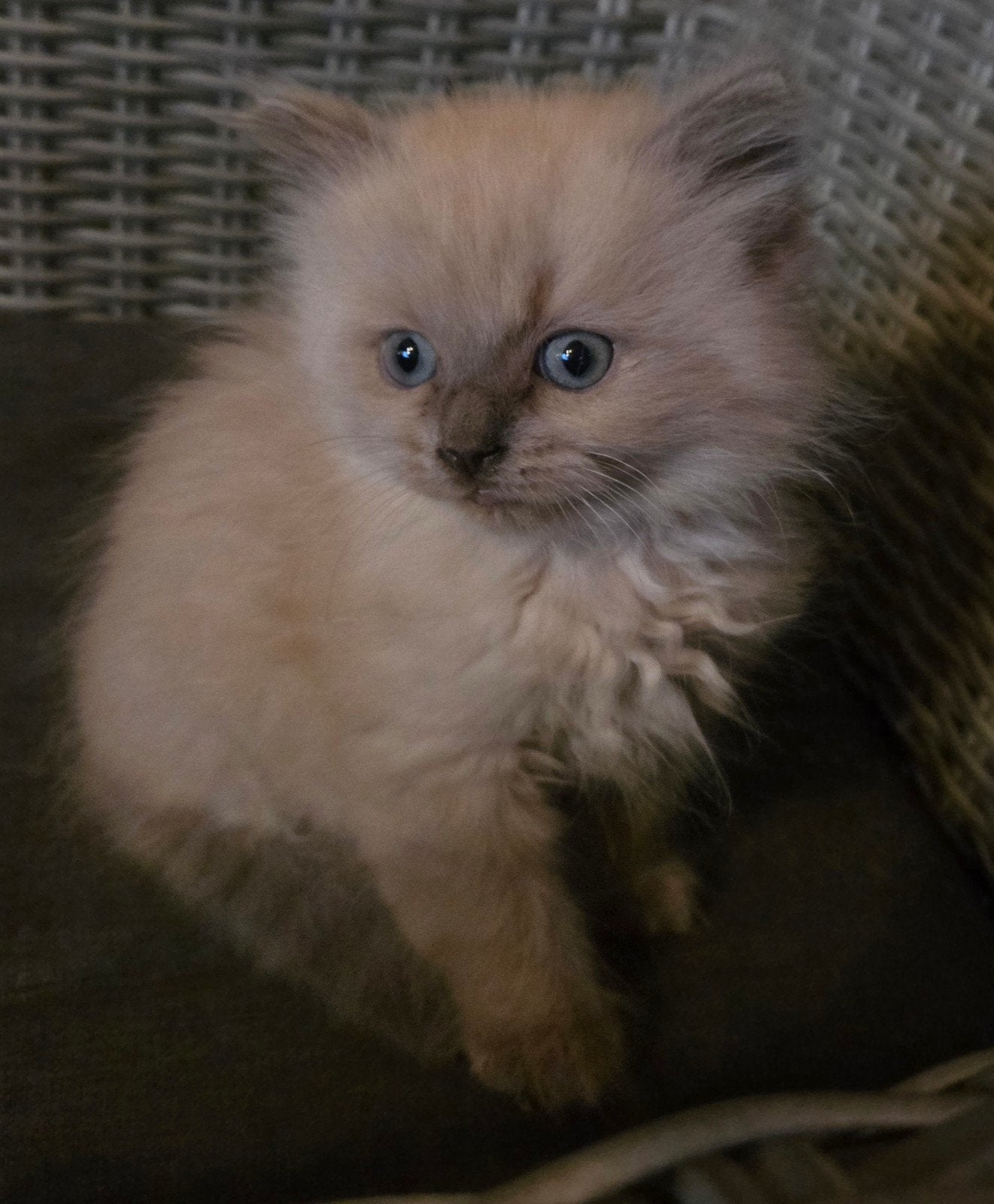 raggdoll katertje, Dieren en Toebehoren, Kater, Gechipt, 0 tot 2 jaar