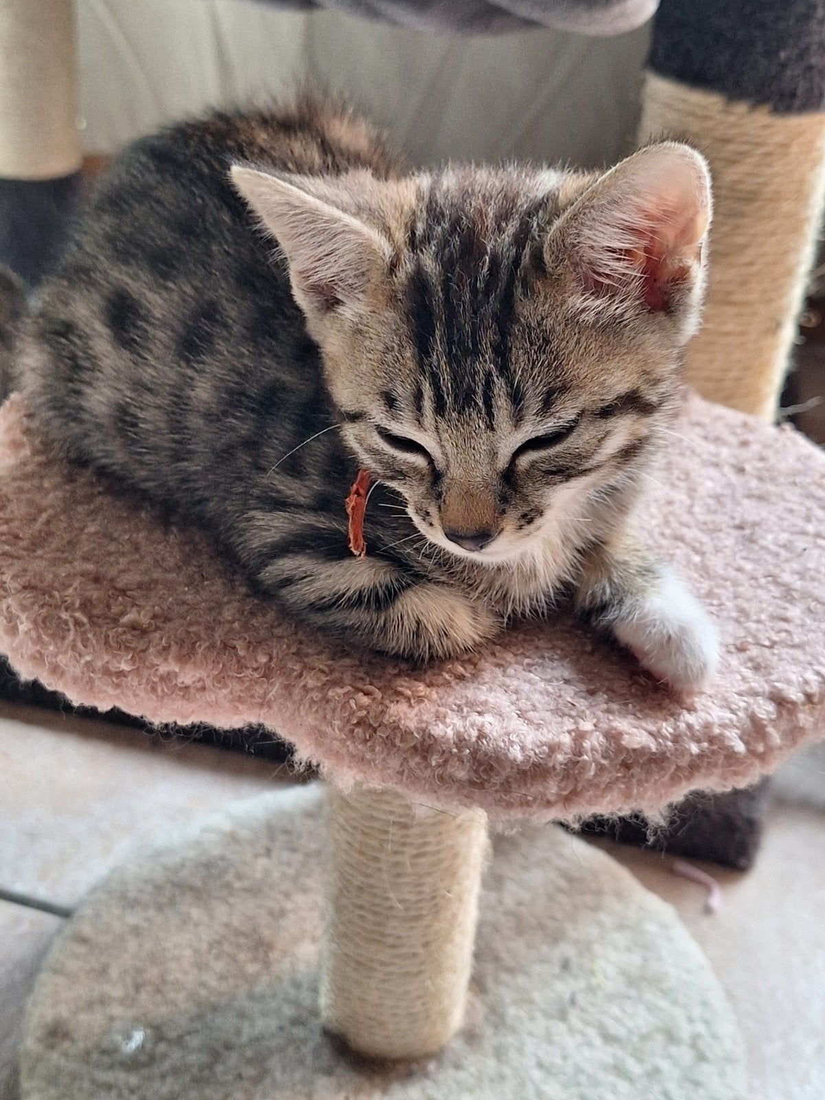 bengaalse kitten, Dieren en Toebehoren, Katten en Kittens | Overige Katten