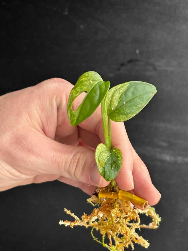 Monstera Adansonii Mint, Huis en Inrichting, Kamerplanten, Ophalen of Verzenden, Halfschaduw, Minder dan 100 cm