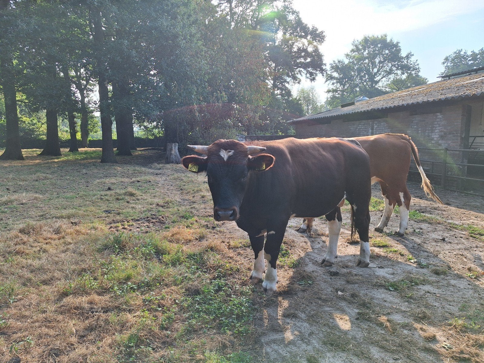 Brandrode stier, Mannelijk, 0 tot 2 jaar