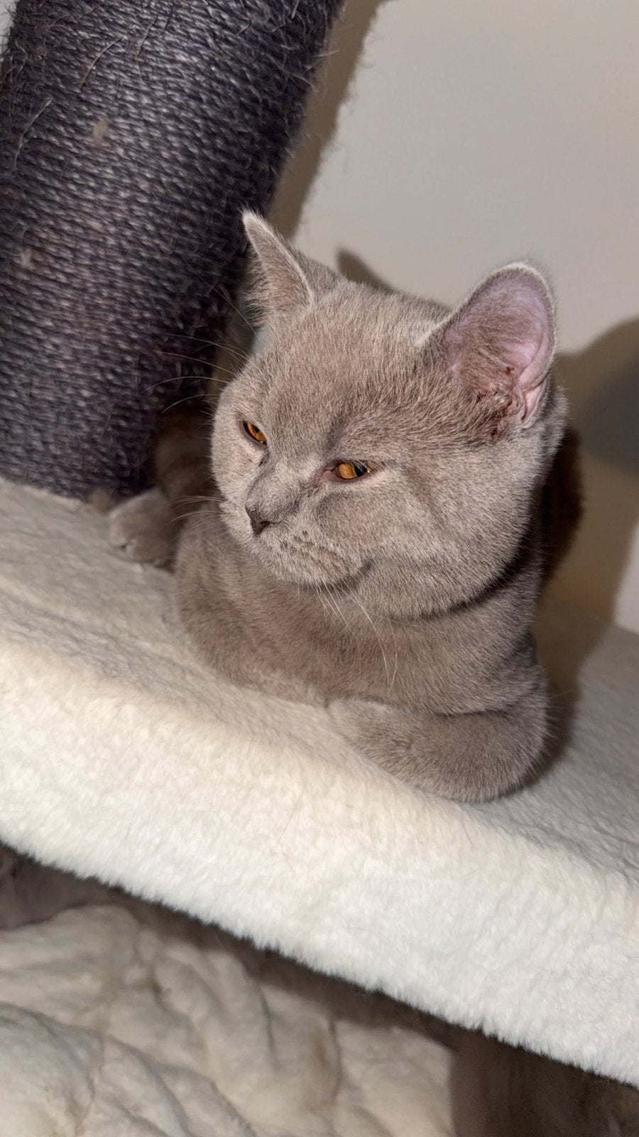 Brite kort en langhaar kittens, Kater, 0 tot 2 jaar