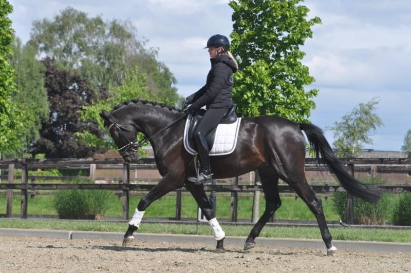 4 jarige ruin v.Blue Horse Santiano, Met stamboom, Ruin, Dressuurpaard, L
