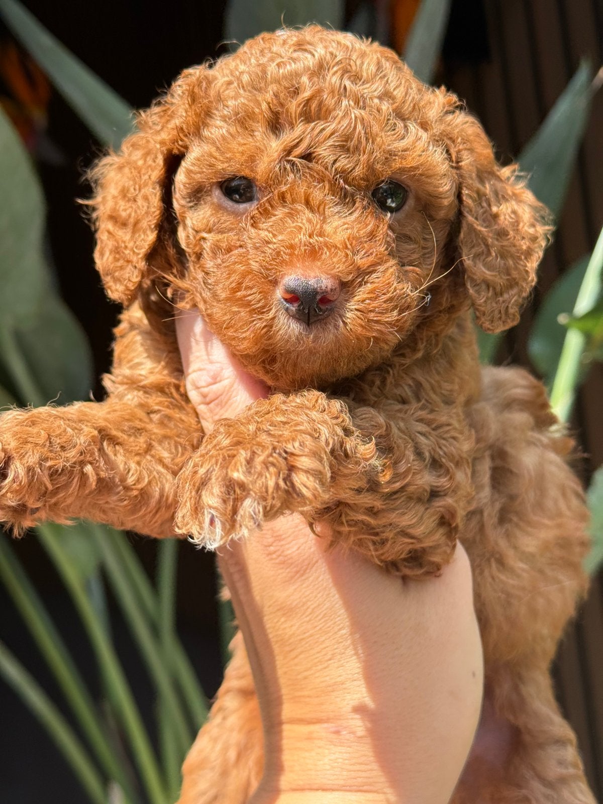 Prachtige mini labradoodle pups (mini doodle pups), Dieren en Toebehoren, Honden | Chihuahua's en Gezelschapshonden, Parvo, Overige rassen