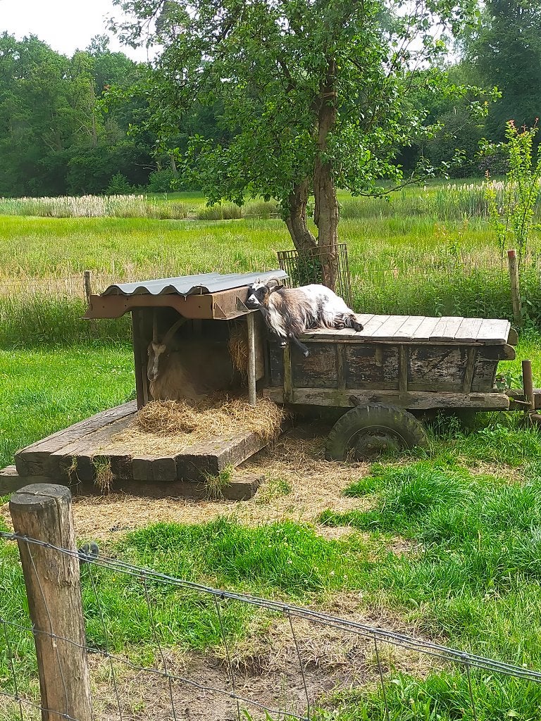 schuilstal geitenhok gratis, Dieren en Toebehoren, Stalling