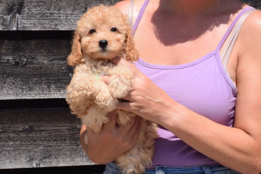 Cavapoo pups, 15 weken tot 1 jaar, Buitenland, Parvo, Meerdere