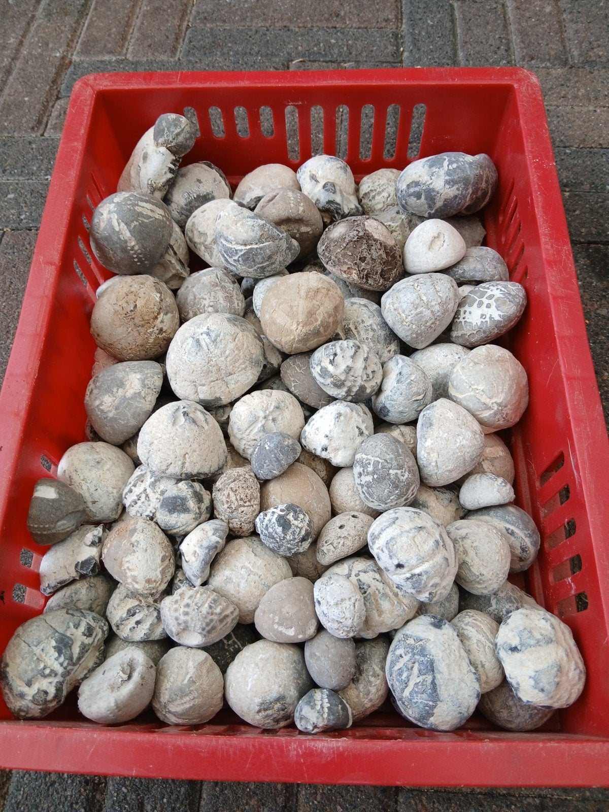 zee-egels uit Denemarken,  € 35, Ophalen of Verzenden, Fossiel