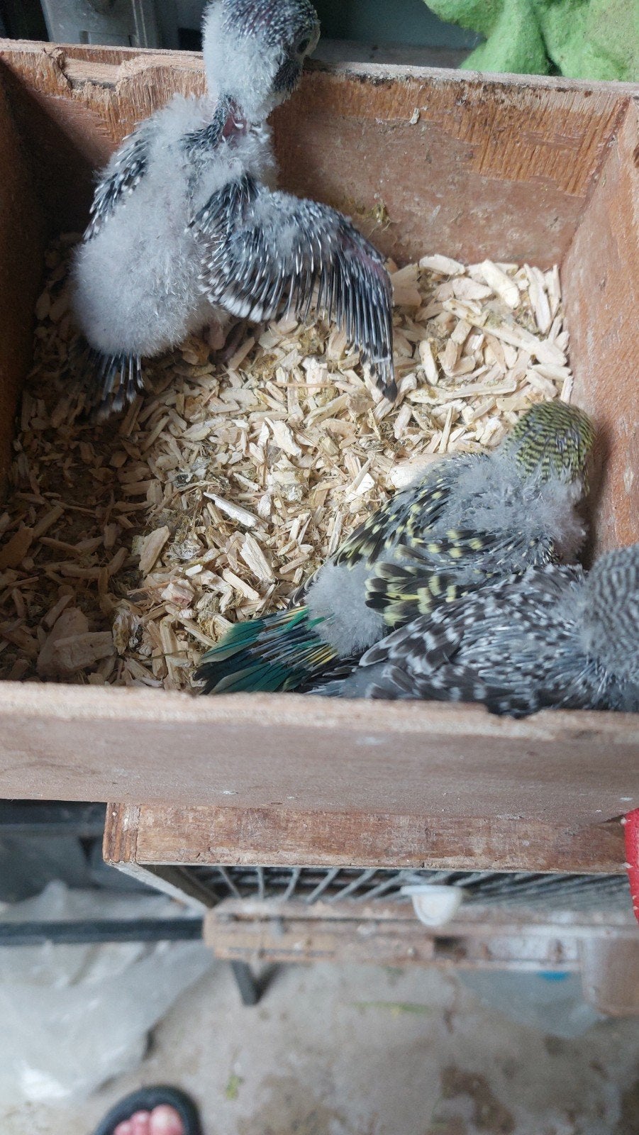 BABYS ENGELSE PARKIETEN TAM TE MAKEN, Dieren en Toebehoren, Meerdere dieren, Parkiet, Tam