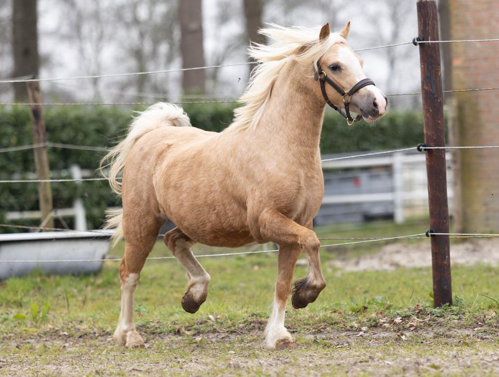 Super mooie en vriendelijke welsh A merrie van 3 jaar oud, Dieren en Toebehoren, Merrie, Met stamboom, Niet van toepassing, 3 tot 6 jaar