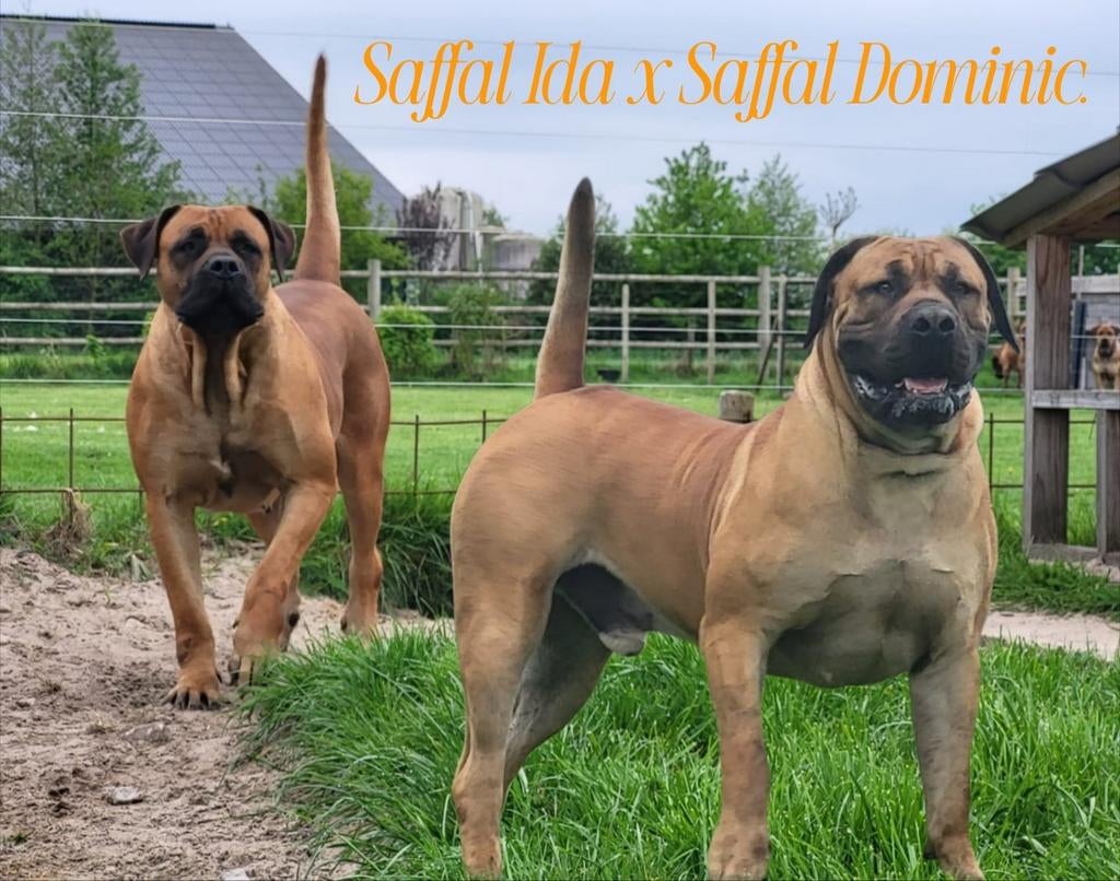 Raszuivere boerboel pups met stamboom, Dieren en Toebehoren, Honden | Bulldogs, Pinschers en Molossers, 8 tot 15 weken, Meerdere