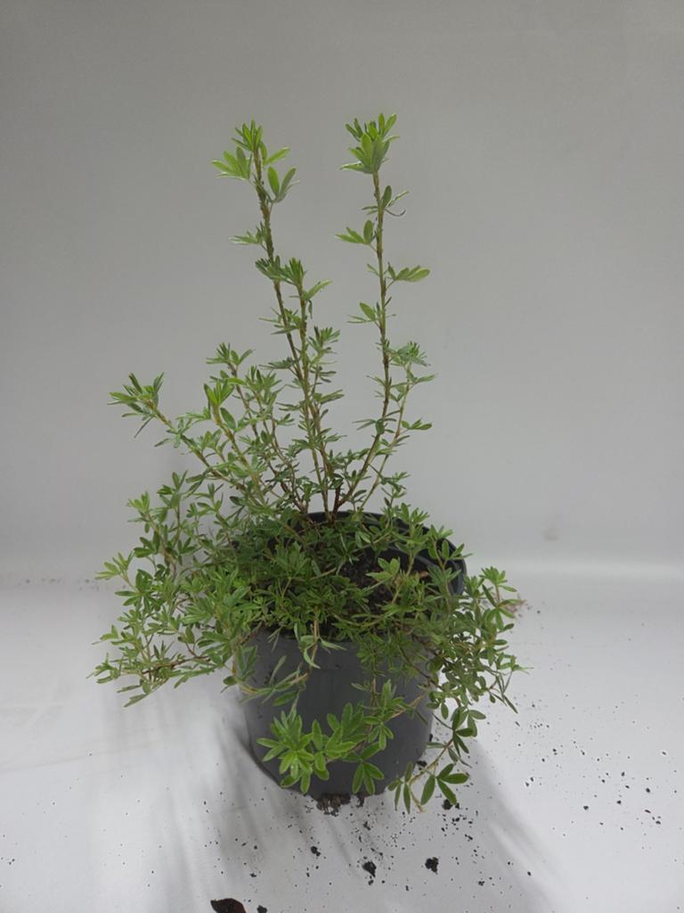 Ganzerik te koop, Ophalen, Vaste plant, Overige soorten, Volle zon