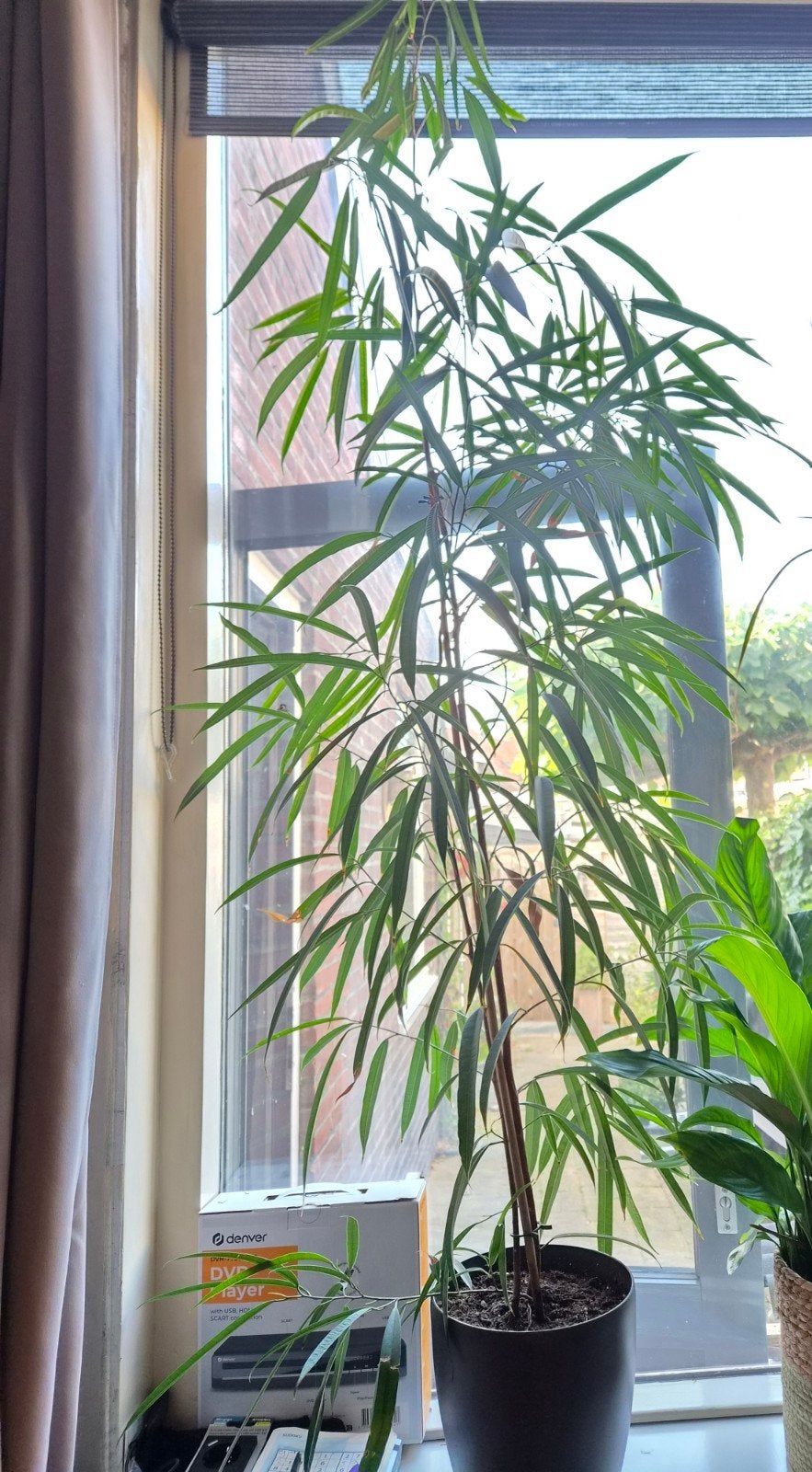 Ficus met pot - Elegante kamerplant, Ophalen, Ficus, Halfschaduw, In pot