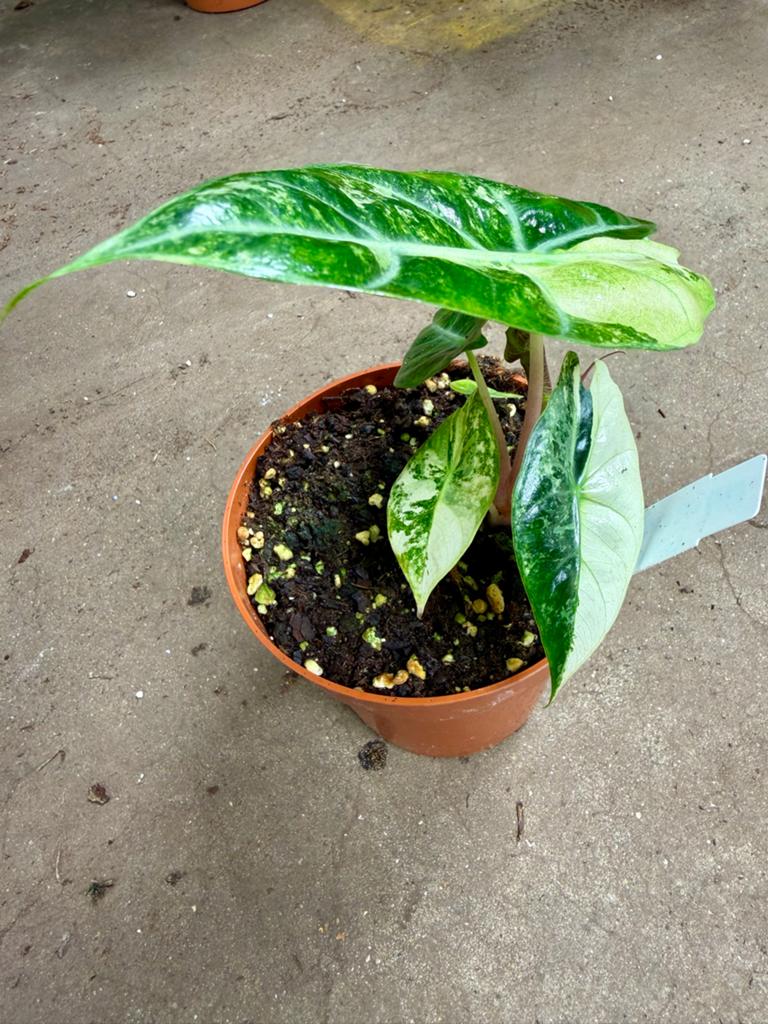 Alocasia Nairobi Nights Variegata p12, Ophalen of Verzenden