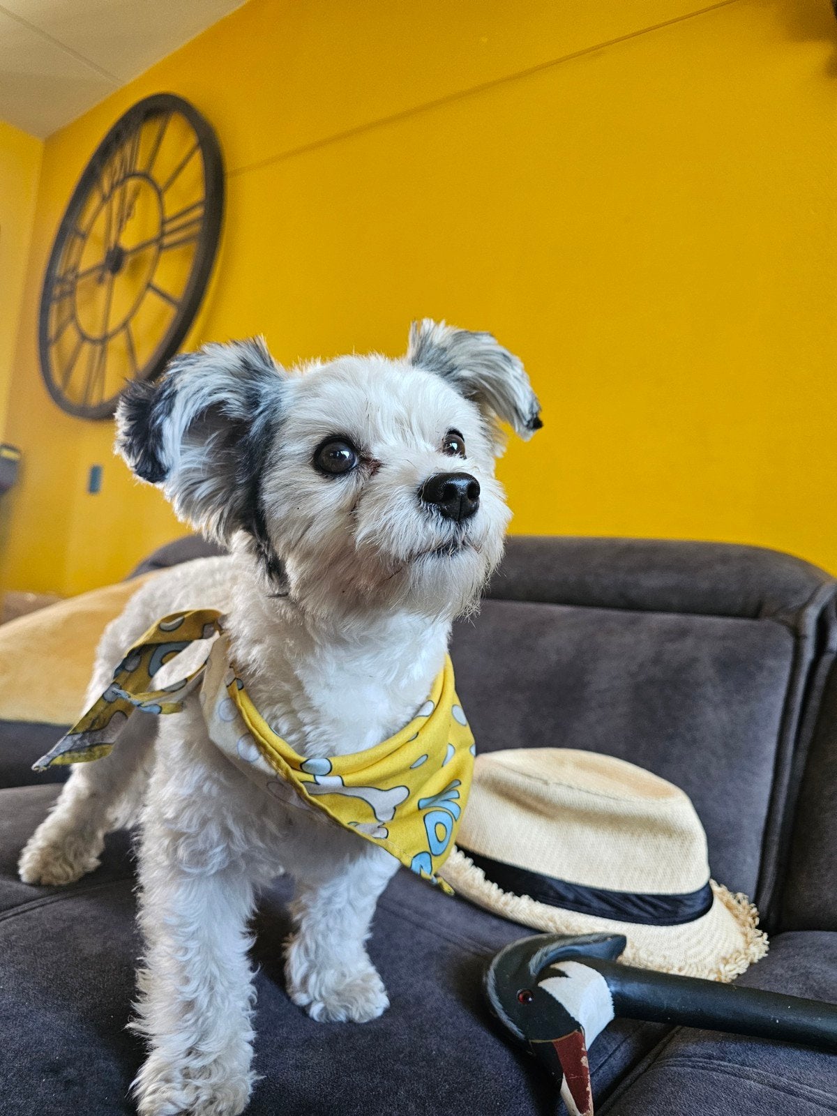 Dekreu  Mini Yorkshire x maltezer, Dieren en Toebehoren, Reu, 1 tot 2 jaar, Eén hond, Nederland