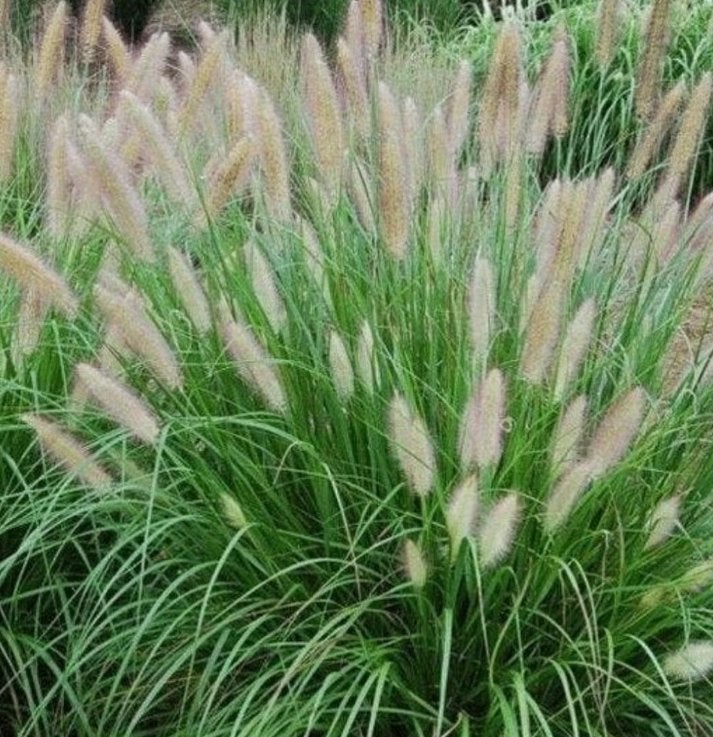 Pennisetum alop hameln (lampenpoetsersgras), Tuin en Terras, Ophalen, Volle zon, Vaste plant, Siergrassen