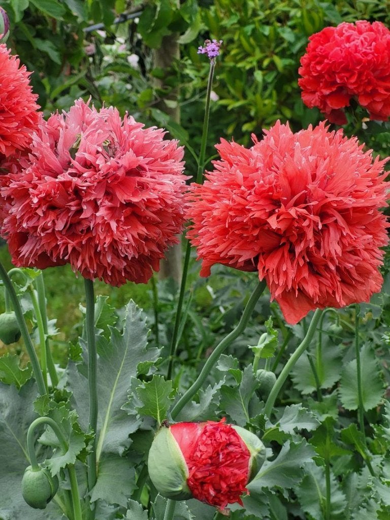Zaden Papaver rode pompon, Ophalen of Verzenden, Volle zon