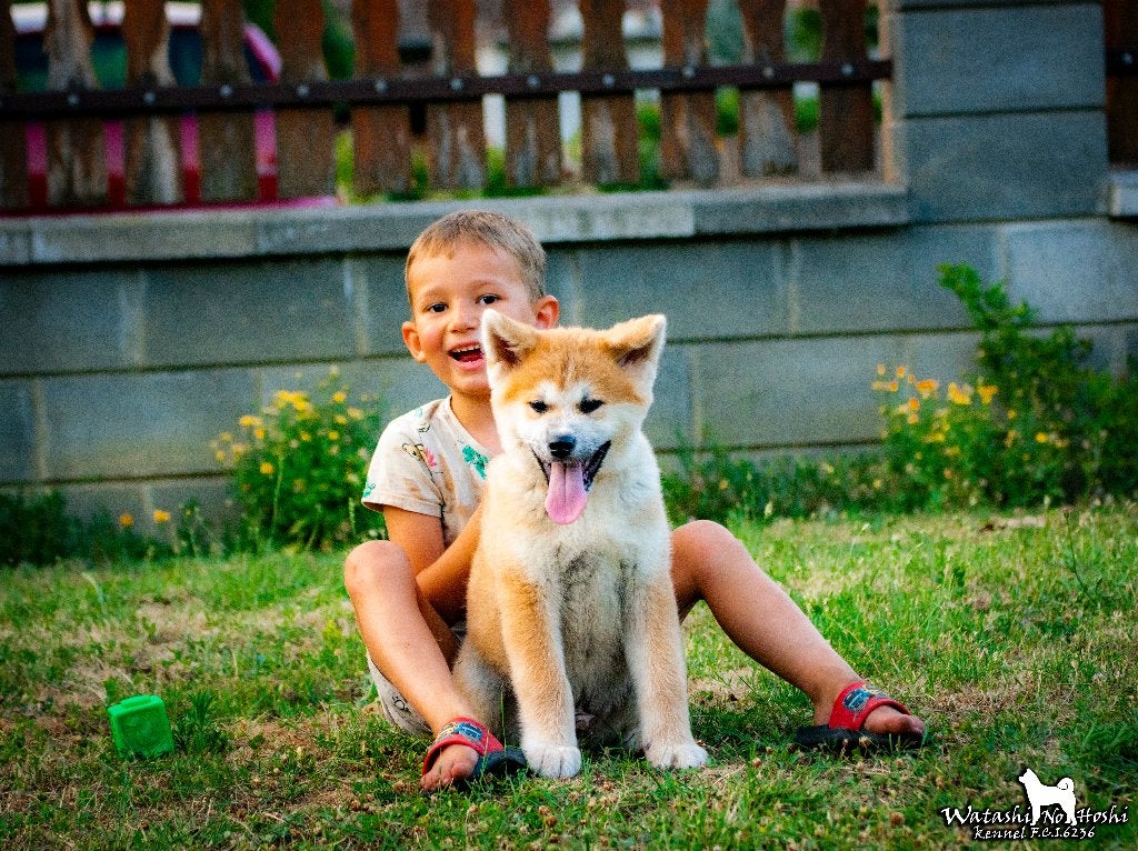 Pups Akita Inu, Nederland, Overige rassen, 8 tot 15 weken, Parvo