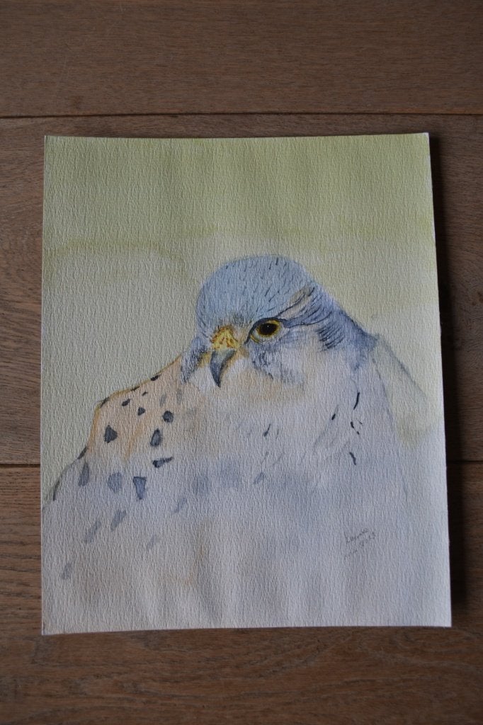 Handgemaakte aquarel van een valk op papier, 30 x 24 cm, Ophalen, Realistisch, Dieren, Aquarel
