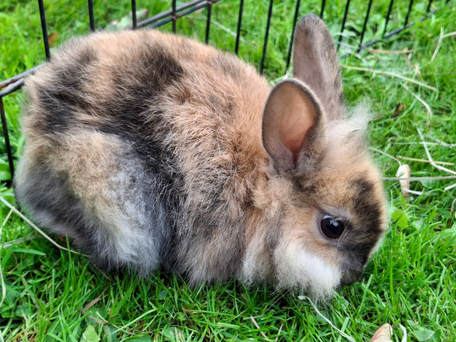 Heel mooi lief baby dweg konijn ram, Dieren en Toebehoren, Mannelijk, Dwerg, 0 tot 2 jaar