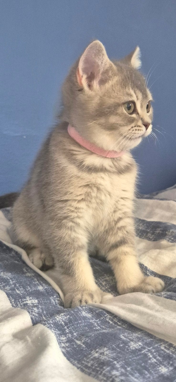 Zeer lieve, sociale, zindelijke britse korthaar kittens, Meerdere dieren, Ontwormd, 0 tot 2 jaar