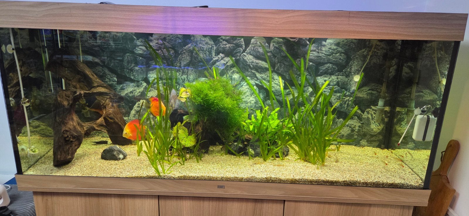 Te koop Juwel Rio 450, Ophalen, Gebruikt, Gevuld zoetwateraquarium, Inclusief vissen