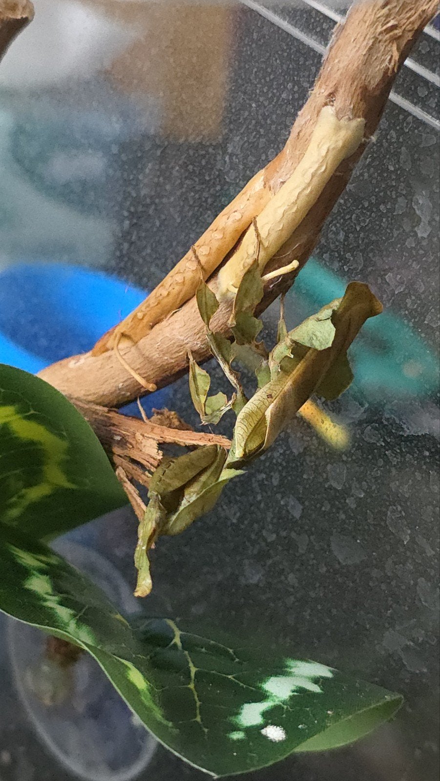 Ghostmantis, Phyllocrania paradoxa