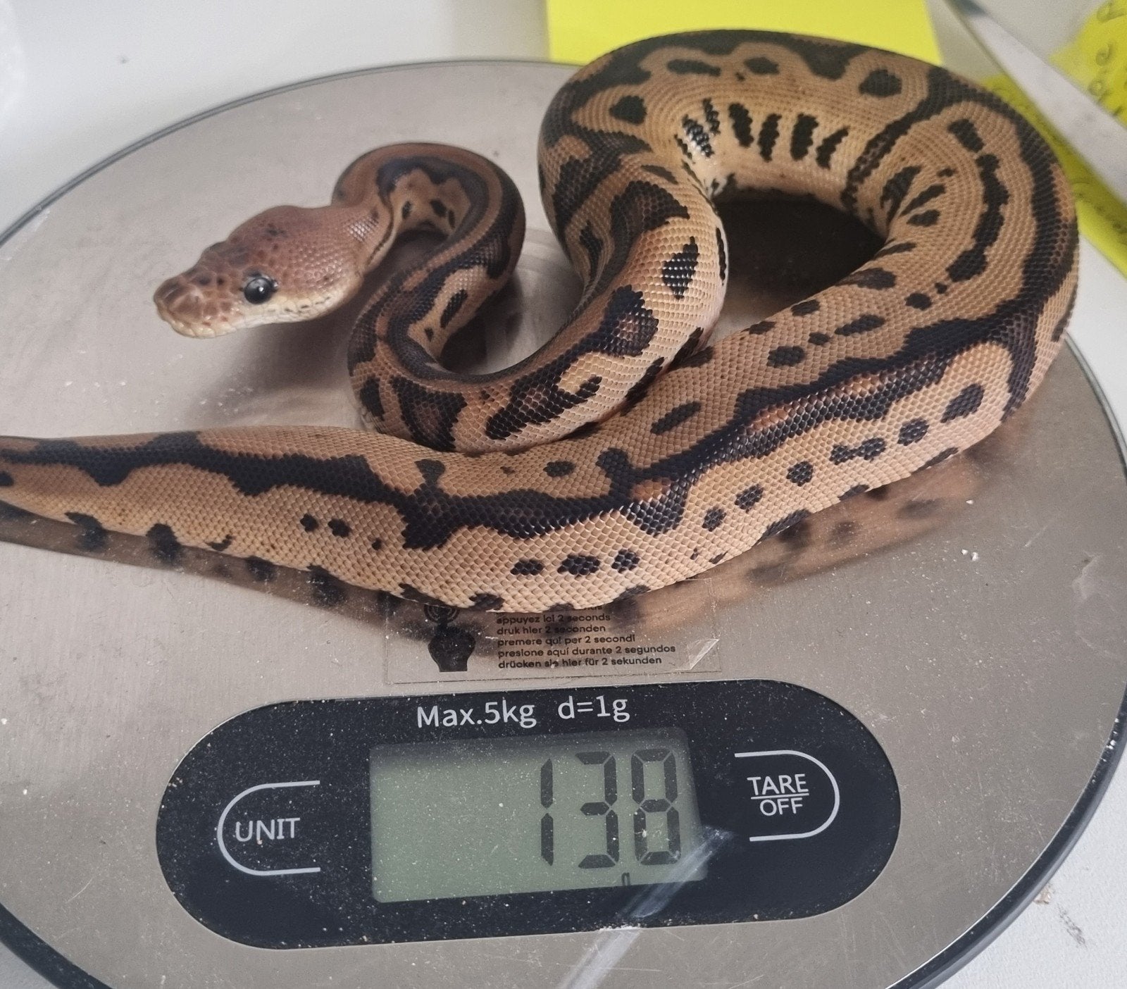 0.1 black pastel batman (od) 66% het pied koningspython Ball Python photo 3