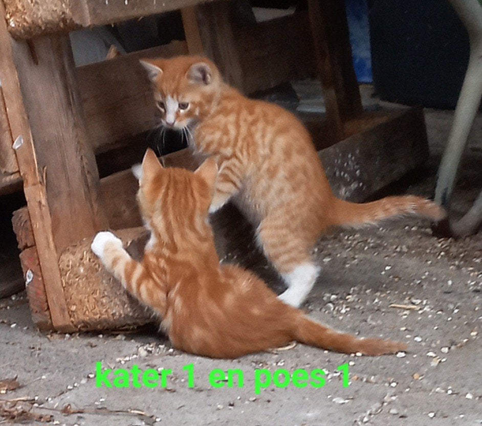 lieve,tamme kittens,3 rode en 3 kleur(2x)3 poezen,1kater,1x?, Meerdere dieren, Kortharig, 0 tot 2 jaar
