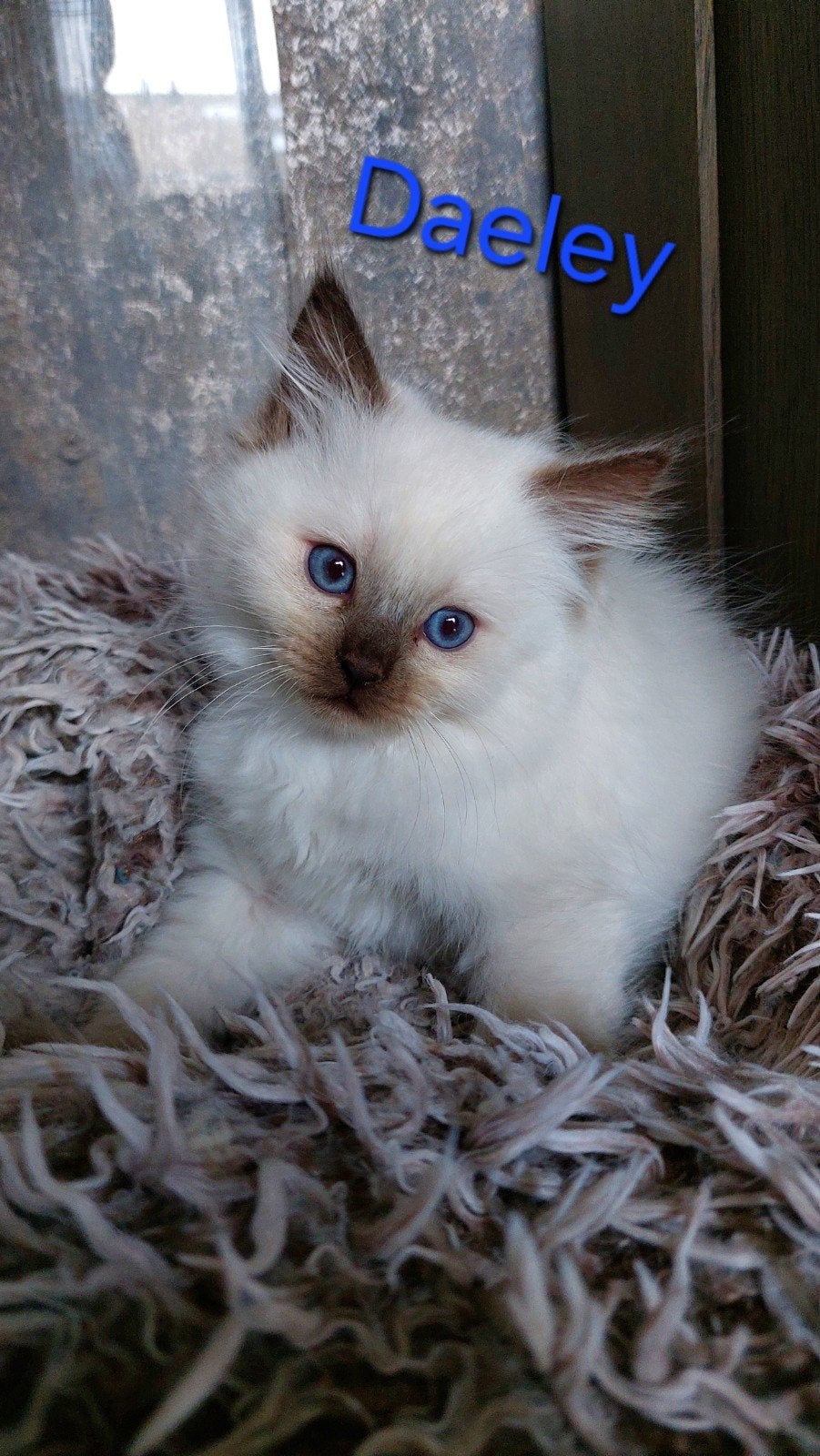 Ragdoll kittens met stamboom, Dieren en Toebehoren, Meerdere dieren, Met stamboom, 0 tot 2 jaar