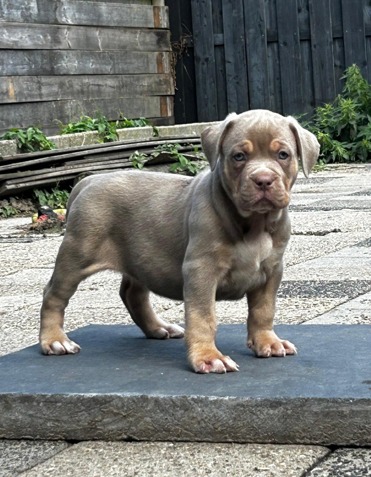 Bully xl pups tri color, Parvo, Overige rassen, 8 tot 15 weken, Meerdere