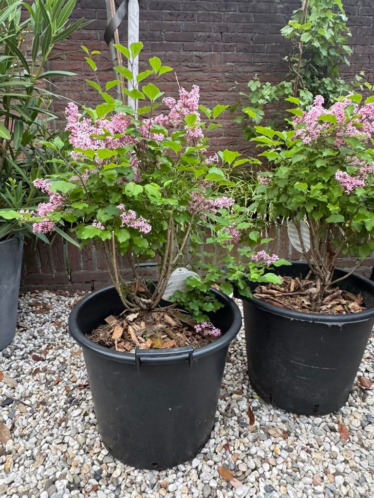 Sering in pot. 85 cm hoog. Kleur roze. 2 stuks verkrijgbaar., Ophalen, Overige soorten, Volle zon