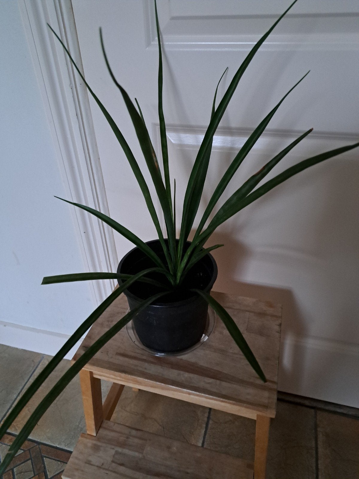 lucht zuiverende plant, Ophalen, Halfschaduw, Minder dan 100 cm