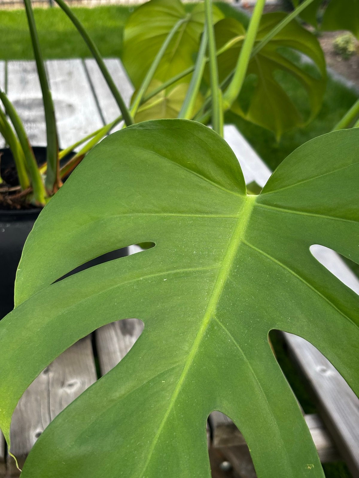Grote Monstera Deliciosa - Kamerplant, Tuin en Terras, Overige soorten, Vaste plant, Ophalen of Verzenden, Bloeit niet