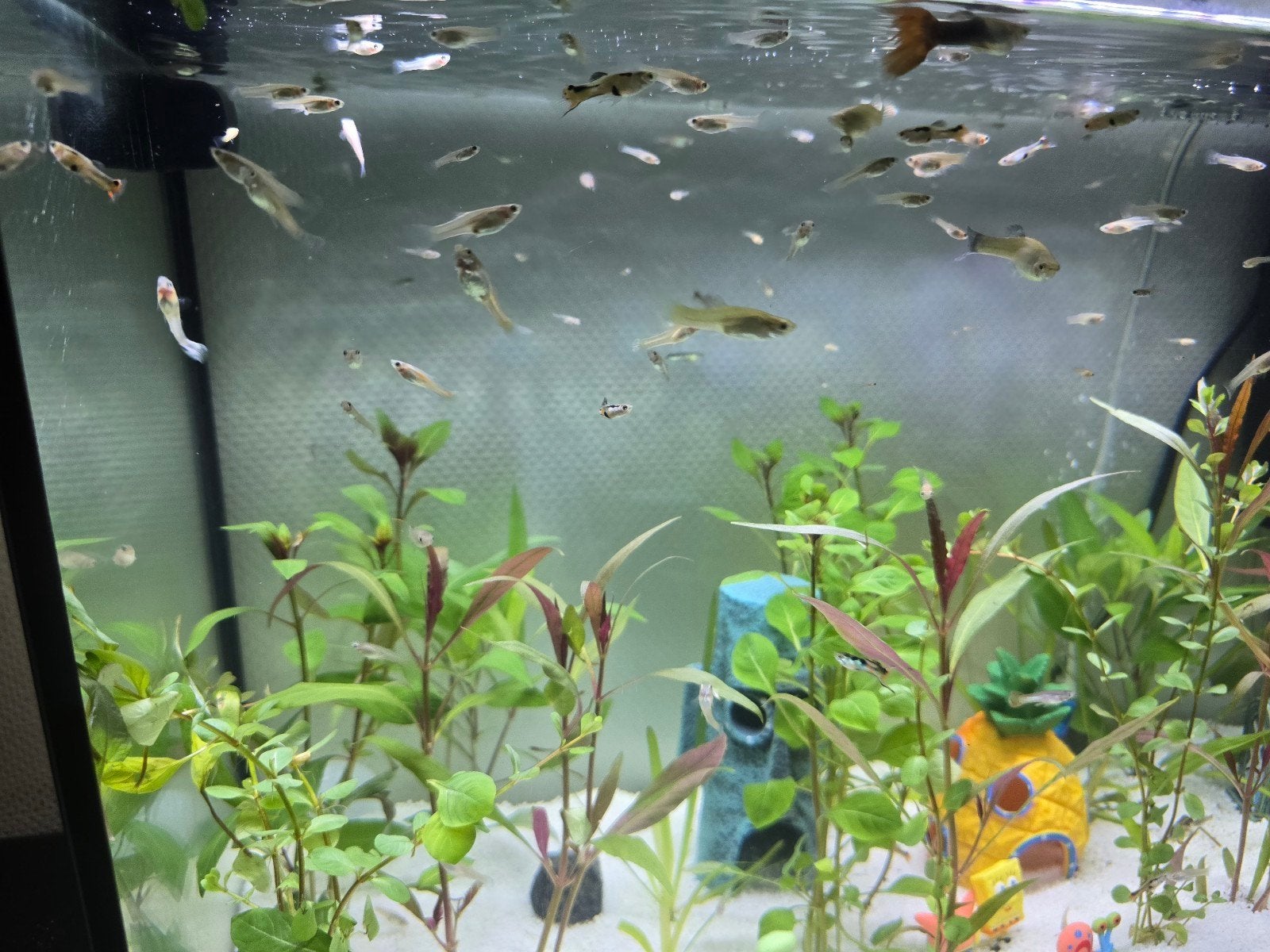 baby/jonge guppies., Dieren en Toebehoren, Vis, Zoetwatervis