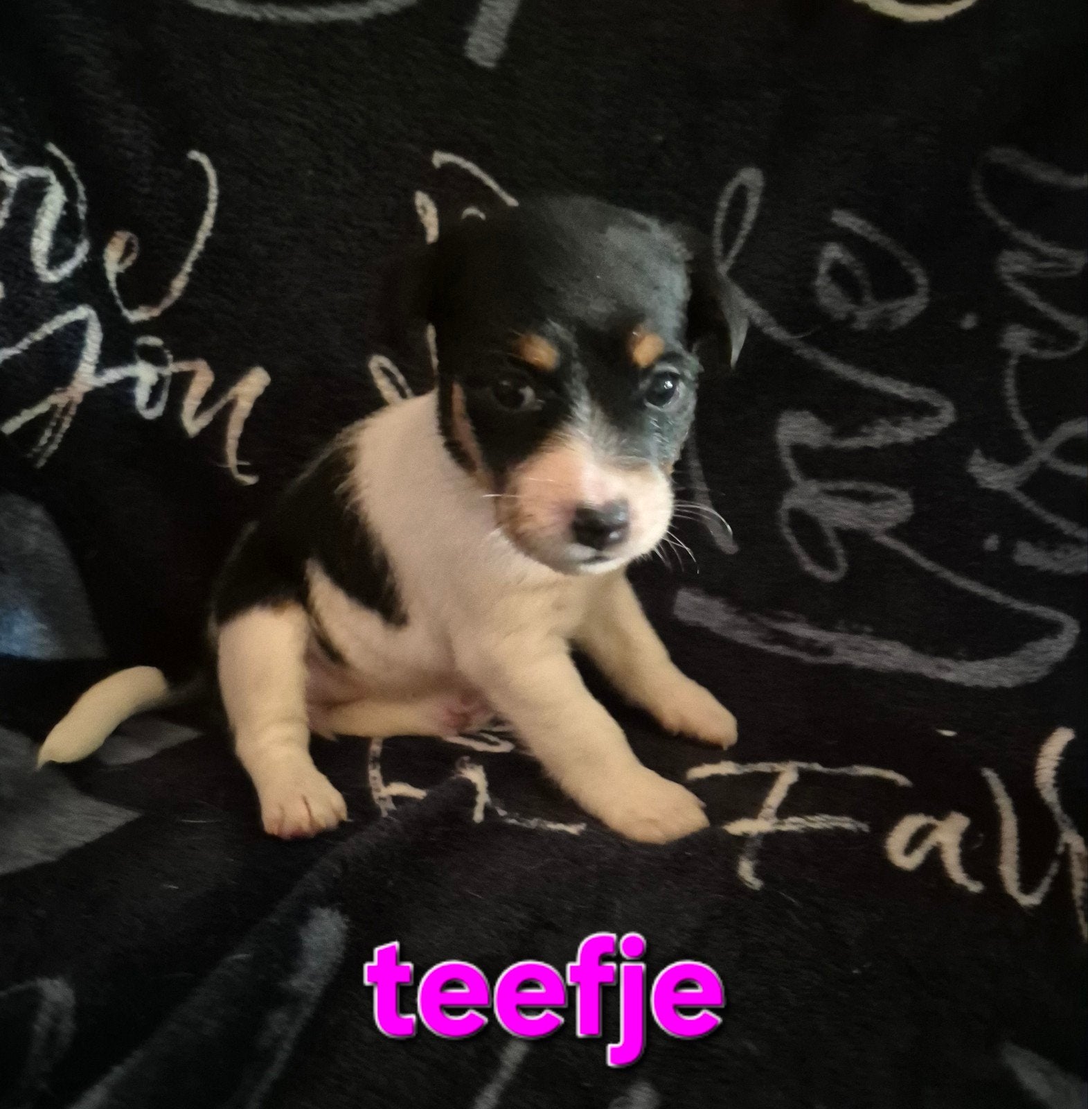 Prachtige jack russel pups puppys, Jack Russell Terriër, 8 tot 15 weken, Meerdere, Meerdere dieren