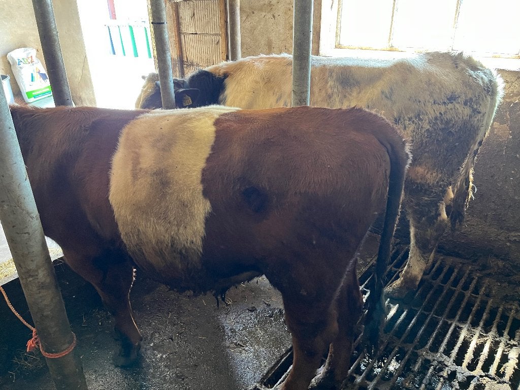 Lakenvelder stier, Dieren en Toebehoren, Runderen, Mannelijk, 0 tot 2 jaar
