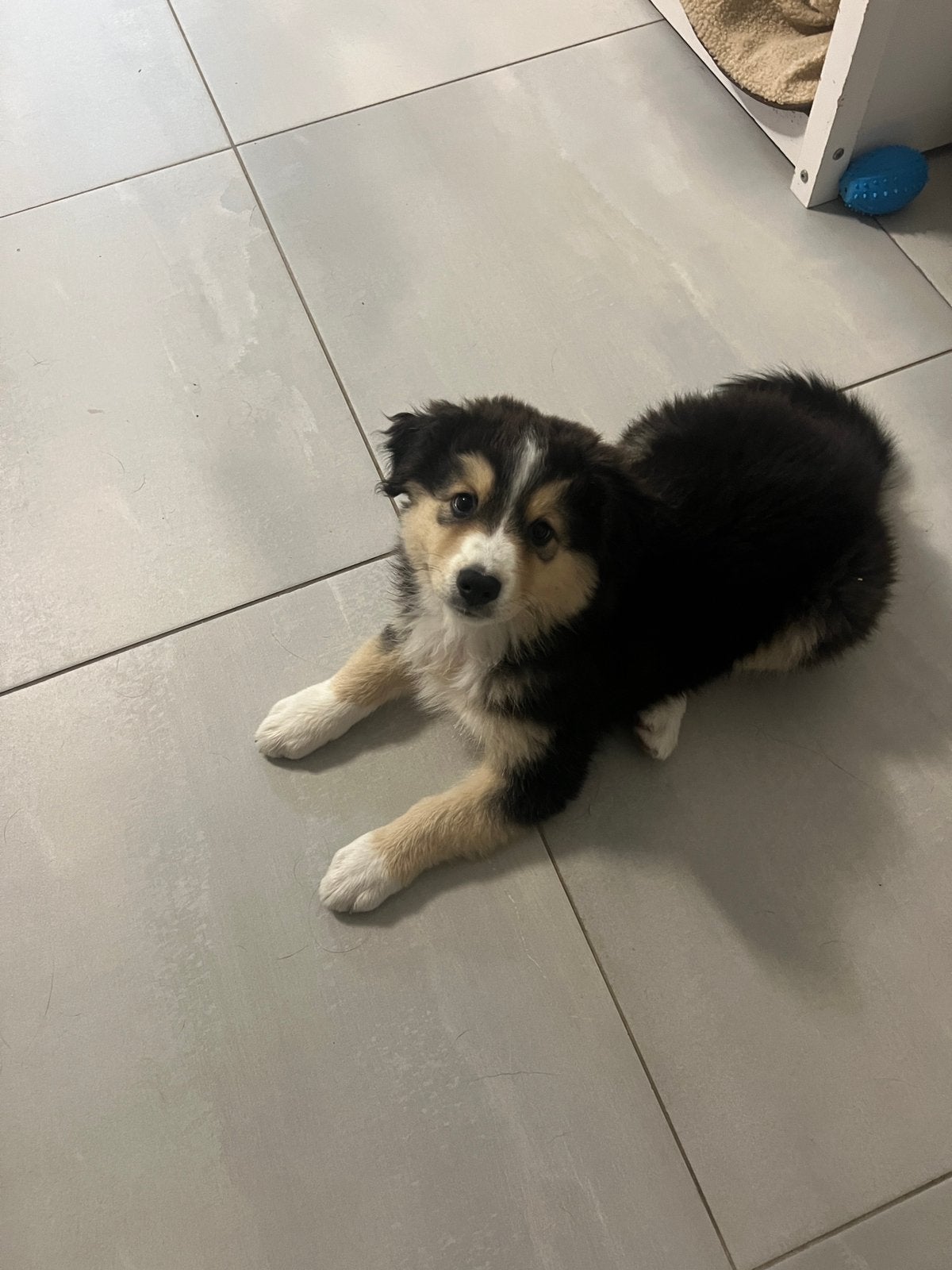 Australische Herder Black Tricolor, Dieren en Toebehoren, België, Particulier, 8 tot 15 weken, Teef