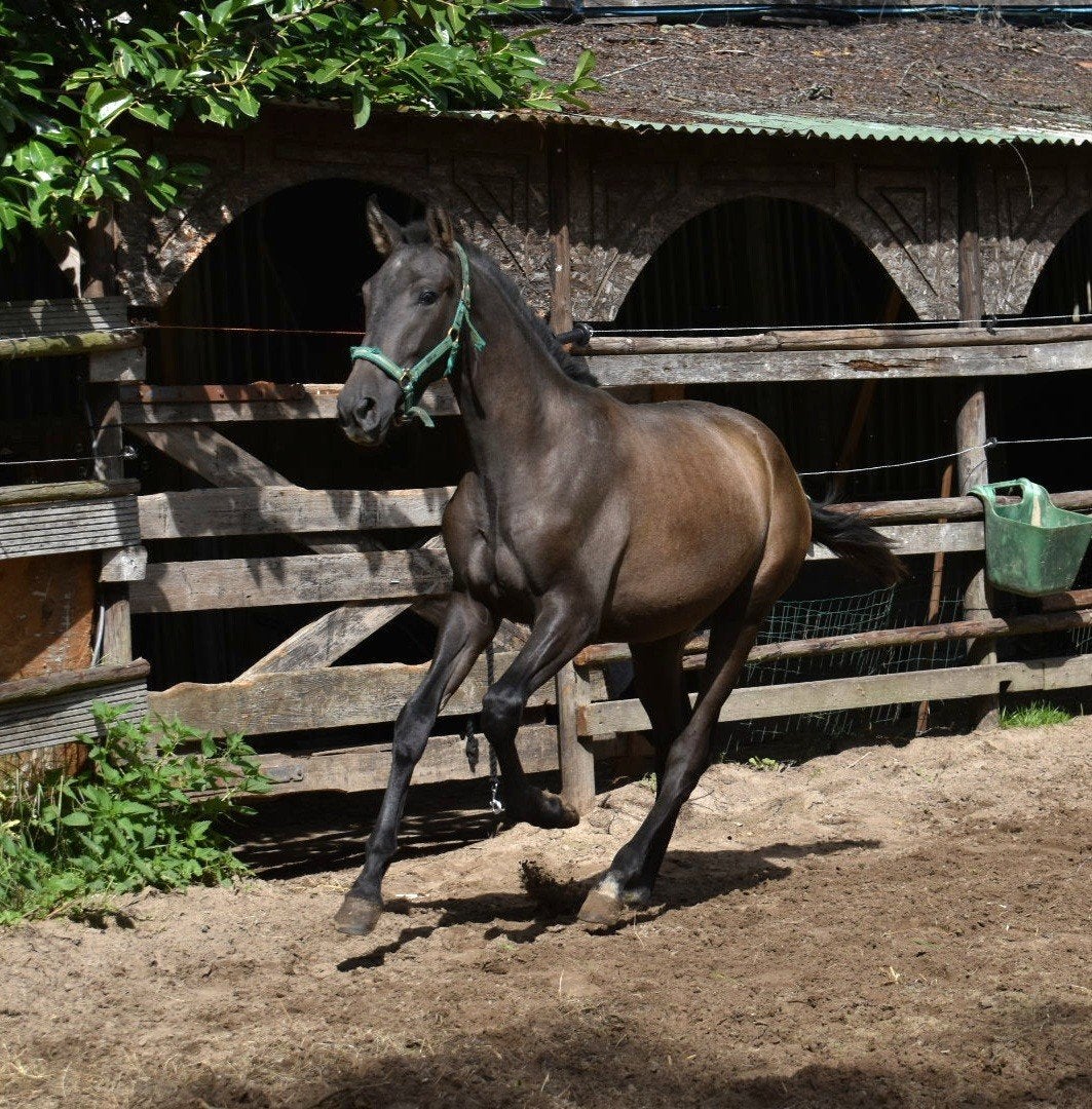 jonge veelbelovende pre paarden ELITE PAPIEREN