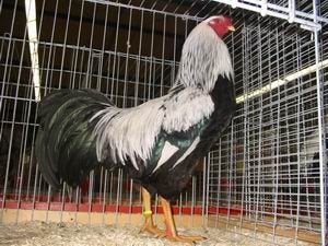 Gevraagd Grote Twents hoen zilverpatrijs Haan, Dieren en Toebehoren, Mannelijk, Kip