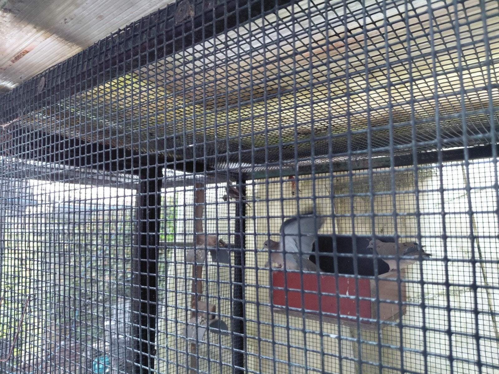 div vogels, Dieren en Toebehoren
