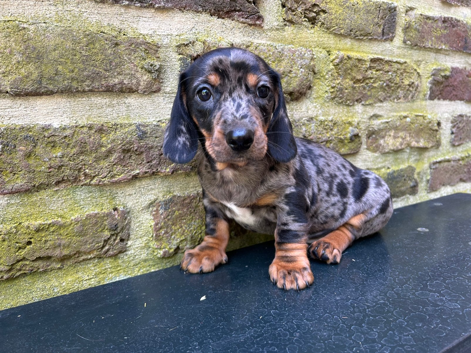 Teckel puppy’s, Standaard, HCC (leverziekte), 8 tot 15 weken, Korthaar