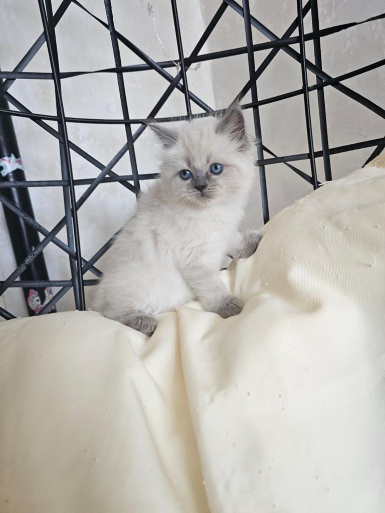 Ragdoll kittensn 🤩, Meerdere dieren, Gechipt, 0 tot 2 jaar