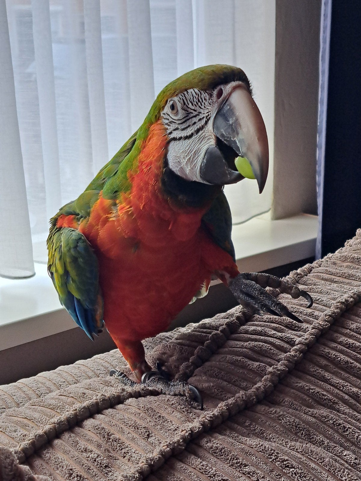 harlekijn ara, Dieren en Toebehoren, Mannelijk, Papegaai, Tam