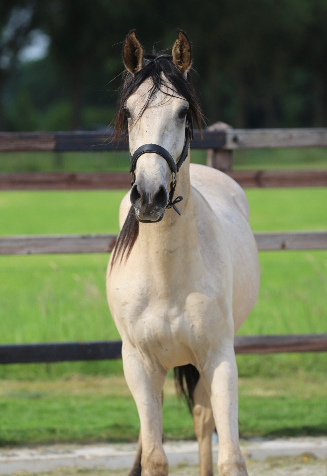 Opvallend mooie 2jarige valk kleurige ruin, E pony (1.48m - 1.57m), Ruin, Springpony, 3 tot 6 jaar