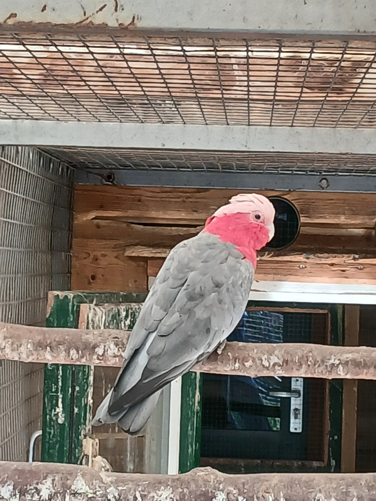 Te koop een mooie rose kaketoe man, Mannelijk, Papegaai