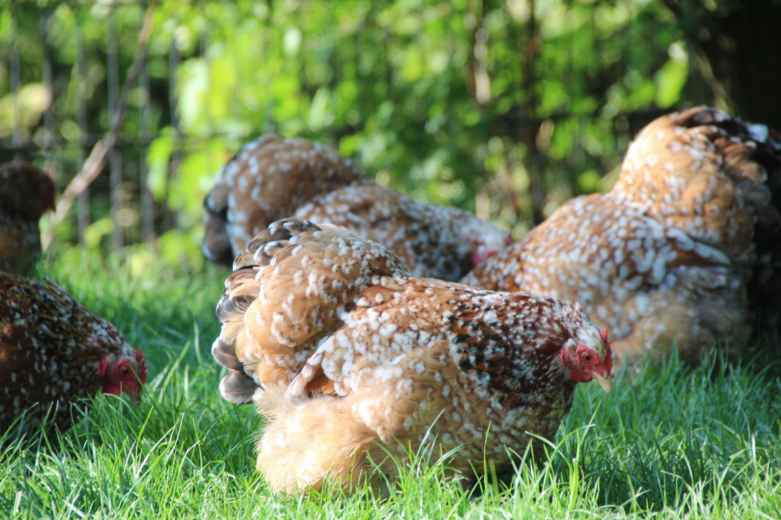 Broedeieren van onze mooie Cochin kriel kippen, Dieren en Toebehoren, Pluimvee, Geslacht onbekend, Kip