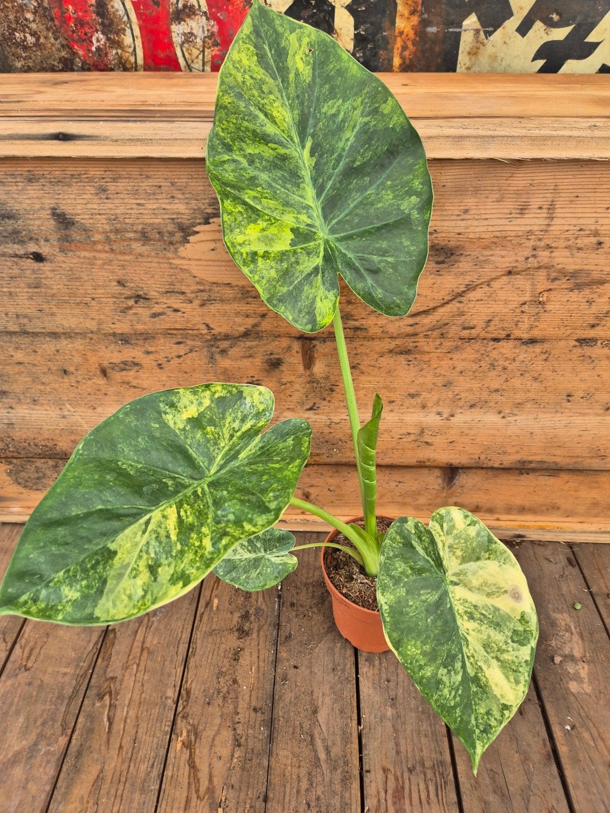 Alocasia Gageana Aurea Variegata p12 (3), Ophalen of Verzenden, Halfschaduw, Minder dan 100 cm
