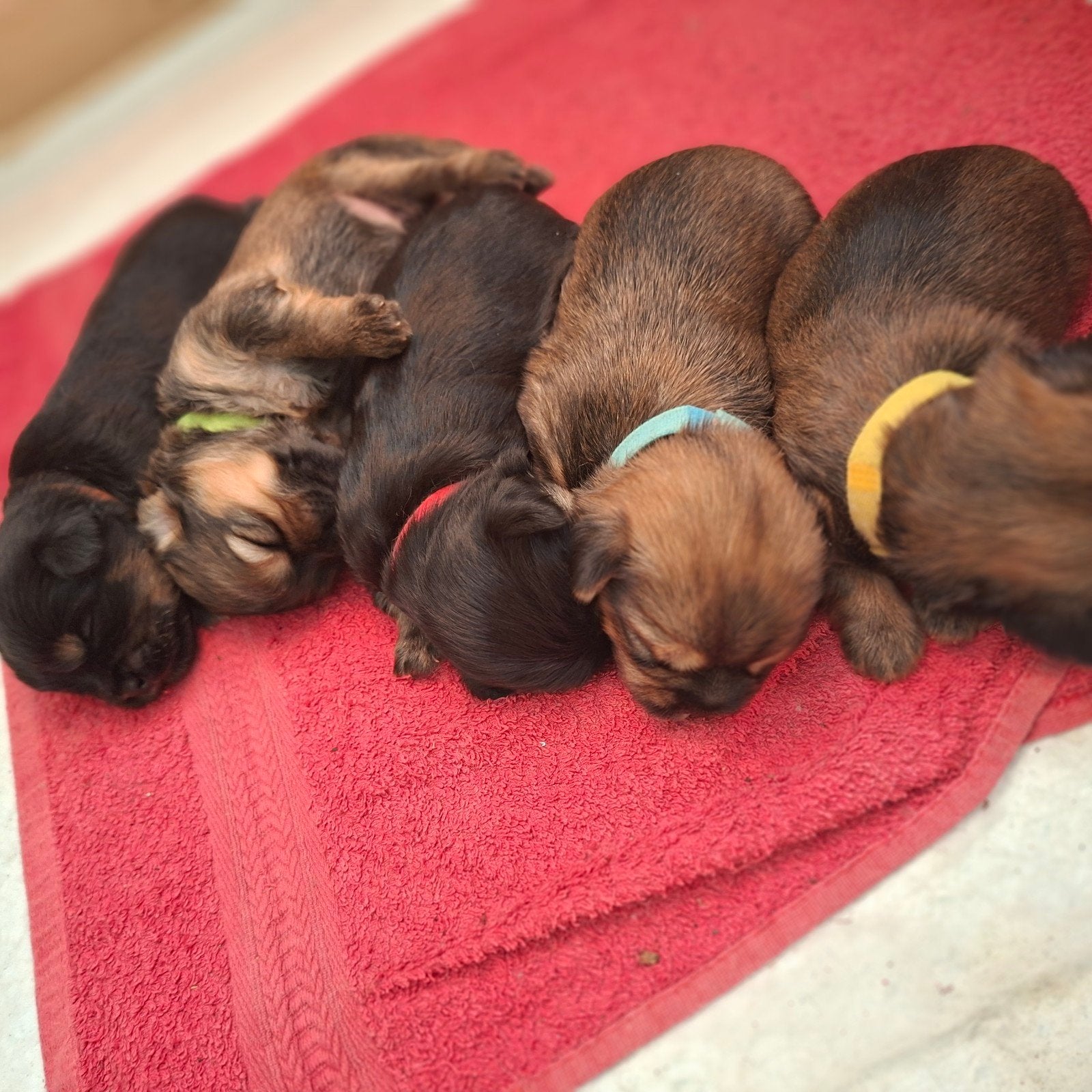 Boomer pups, Dieren en Toebehoren, Honden | Niet-rashonden, Parvo, 8 tot 15 weken, Meerdere, Meerdere dieren